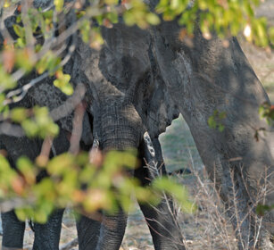 Elefante africano (Loxodonta africana) African elephant, Kruger NP