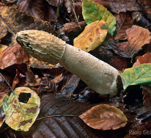 Phallus impudicus, common stinkhorn Cantalupa (To), Piemonte