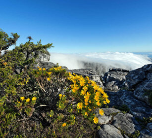 fioriture, flowering Città del Capo, Cape Town, Table Mountain