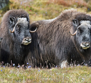 Buoi muschiati (Ovibos moschatus), Muskoxen parco nazionale di Dovrefjell, Dovrefjell NP