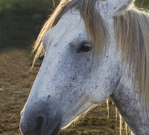 Cavallo, horse Camargue, St. Maries de la mer