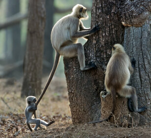 Entelli (Semnopitechus entellus), Hanuman Langurs Nagarhole NP, Karnataka