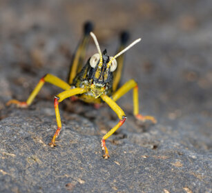 Dolicorys luteipes lobata Lanzarote