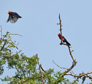 Barbetto a due denti Uganda