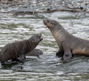 Otarie (Arctocephalus gazella) Antarctic Fur Seals