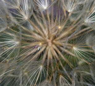 Tarassaco (Taraxacum officinale), Dandelion