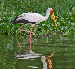 Tantalo africano Uganda