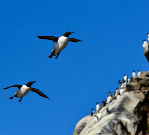Urie, Guillemots Norvegia, Hornoia. Norway, Hornoia Urie, Guillemots Norvegia, Hornoia. Norway, Hornoia