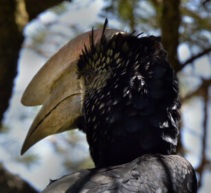 Bucero guanceargentate (Bycanistes brevis) Sylvery-cheeked Hornbill, lago Awasa, lake Awasa