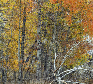 nevicata sul bosco, snowfall in the wood PN di Yellowstone, Yellowstone NP