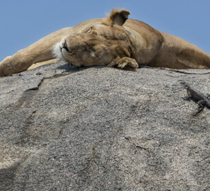 Leonessa e Agama, Lioness and Agama parco nazionale del Serengeti, Serengeti NP
