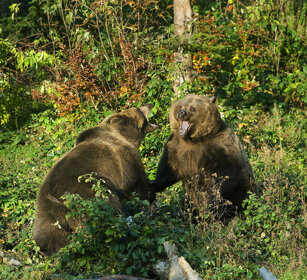 Orsi bruni (Ursus arctos), Brown Bears Bayerischerwald NP