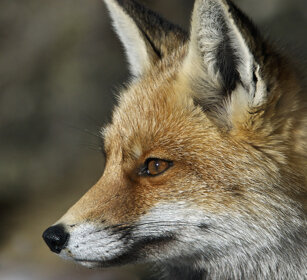 Volpe comune, Red Fox PN del Gran Paradiso, Gran Paradiso NP