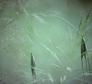 semi d'Avena, Oats seeds