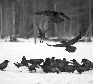 Corvi imperiali, Ravens Finlandia, Finland