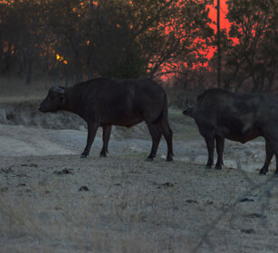 Bufali africani (Syncerus caffer) PN Kruger, Kruger NP