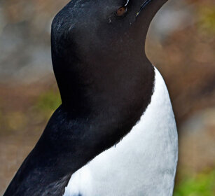 Gazza marina, Razorbill Norvegia, Hornoia. Norway, Hornoia Gazza marina, Razorbill Norvegia, Hornoia. Norway, Hornoia
