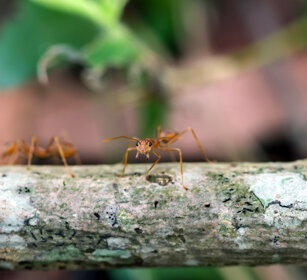 formiche, ants Nagarhole NP, Karnataka