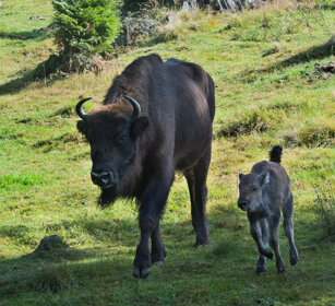 Bisonti europei (Bison bonasus), European Bisons Bayerischerwald NP