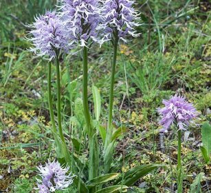 Orchidea italica (Orchis italica) Italian orchid