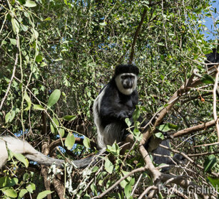 Guereza bianco e nero (Colobus guereza) Abyssinian Black-and-white Colobus monkey, lago Awasa, lake Awasa