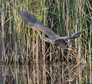 Airone rosso (Ardea purpurea) Purple Heron Airone rosso (Ardea purpurea) Purple Heron