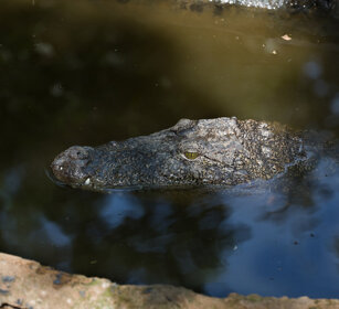 Coccodrillo (Crocodylus niloticus) Nile Crocodile, Cholamandal village, Tamil Nadu