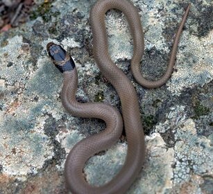 Colubro nano (Eirenis modestus) Dwarf Snake