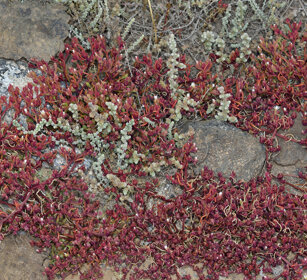 Mesembriantemo (Mesembryanthenum crystallinum) Common Ice Plant, Lanzarote