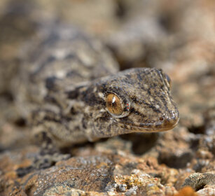 Geco delle Canarie (Tarentola angustimentalis) East Canary Gecko, Fuerteventura