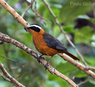Tordo-pettirosso codanera (Cossypha semirufa) Ruppell's Robin-chat, lago Awasa, lake Awasa