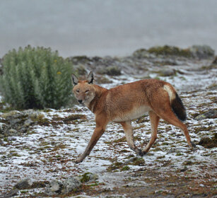 Lupo del Simien nella neve (Canis simiensis) Simien Wolf in the snow, Sanetti plateau