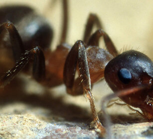 Formica rufa, Ant Frossasco (To), Piemonte