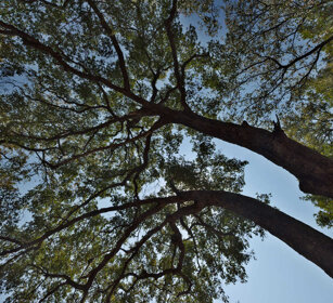 alberi, trees PN Kruger, Kruger NP