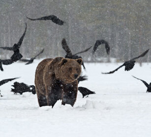 Orso bruno e Corvi imperiali. Finlandia, Finland Brown Bear (Ursus arctos) and Ravens (Corvus corax)