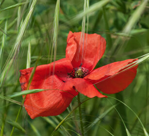 papavero, poppy