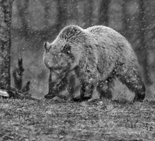 giovane Grizzly, juvenile Grizzly, Yellowstone