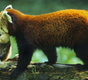 Panda minore (Ailurus fulgens), Red Panda parco naturalistico