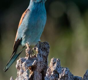 Ghiandaia marina (Coracias garrulus) Roller Ghiandaia marina (Coracias garrulus) Roller