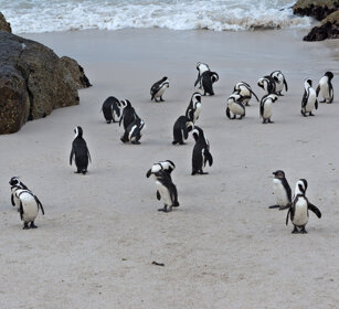 Pinguini del Capo (Spheniscus demersus) Jackass Penguins, Boulders Beach