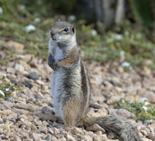 Xero del Nord Africa (Atlantoxerus getulus) Barbary Ground Squirrel, Fuerteventura