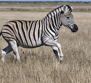 Zebra di Burchell (Equus quagga burchellii) Burchell's Zebra, Etosha NP