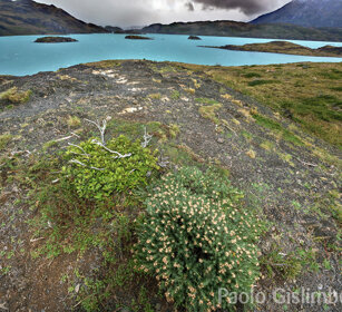 lago Pehoe PN Torres del Paine, Cile