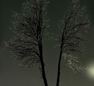 alberi nella nebbia, trees in the fog