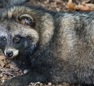 Cane Procione, Raccoon Dog