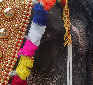 Pooram Elephant Festival 2010 Thrissur, Kerala