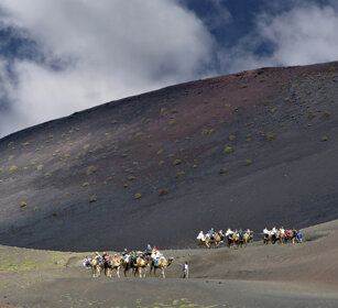 carovana di dromedari, dromedaries caravan Lanzarote