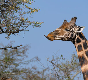 Giraffa di Rothschild Uganda