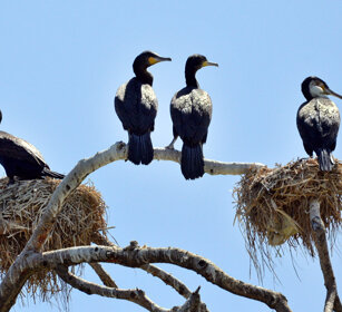 Cormorani (Phalacrocorax carbo), Great Cormorants lago Zway, lake Zway