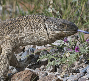 Varano delle rocce (Varanus albigularis) White-throated Rock Monitor, Namib-Naukluft NP